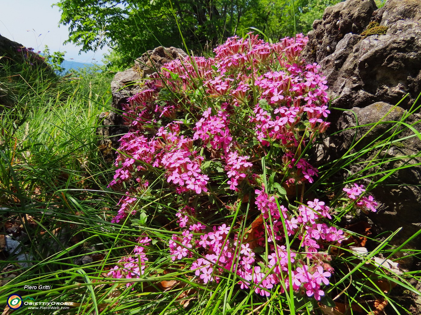 70 Saponaria ocymoides - Saponaria di roccia.JPG